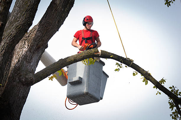 Best Local Tree Services  in Hockessin, DE